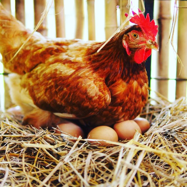 Vous mangez tous des oeufs régulièrement sans avoir jamais rencontré les poules qui les ont pondus. De la même façon, vous pouvez profiter des bénédictions de Dieu sans l’avoir jamais vraiment rencontré. <a href="/jeremy_sourdril/">Jérémy Sourdril</a>