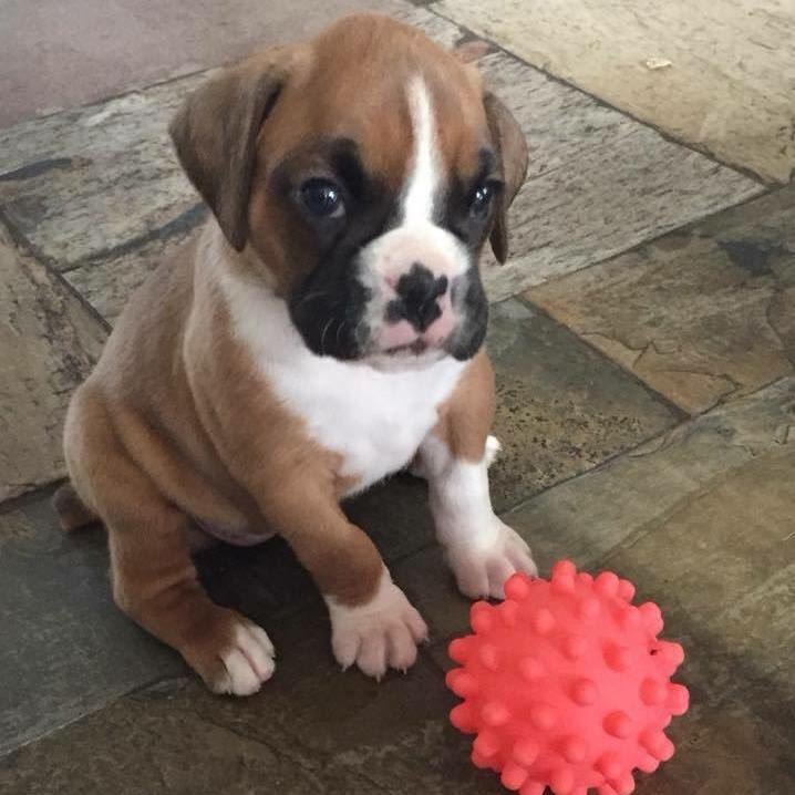 It’s me Daisy here! I asked mum to share one of my baby pics with our followers. A little timeline brightener if you will. Maybe you could share me your baby pic back? #dogsoftwitter