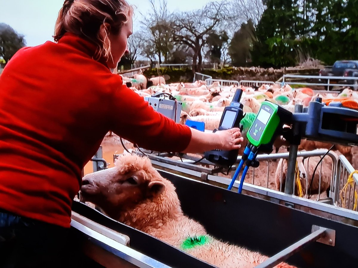 Shearwell's tweet photo. Great to see the Shearwell Weigh Crate, Handheld & ShearWeigh on Country File last night from @AdamHenson farm.
Having a catch up on BBC iplayer as I missed a bit, really enjoying the Clinton Devon Estate team. #CountryFile #AdamHenson @ClintonDevon #ScanningTime https://t.co/FLUhEevEt8