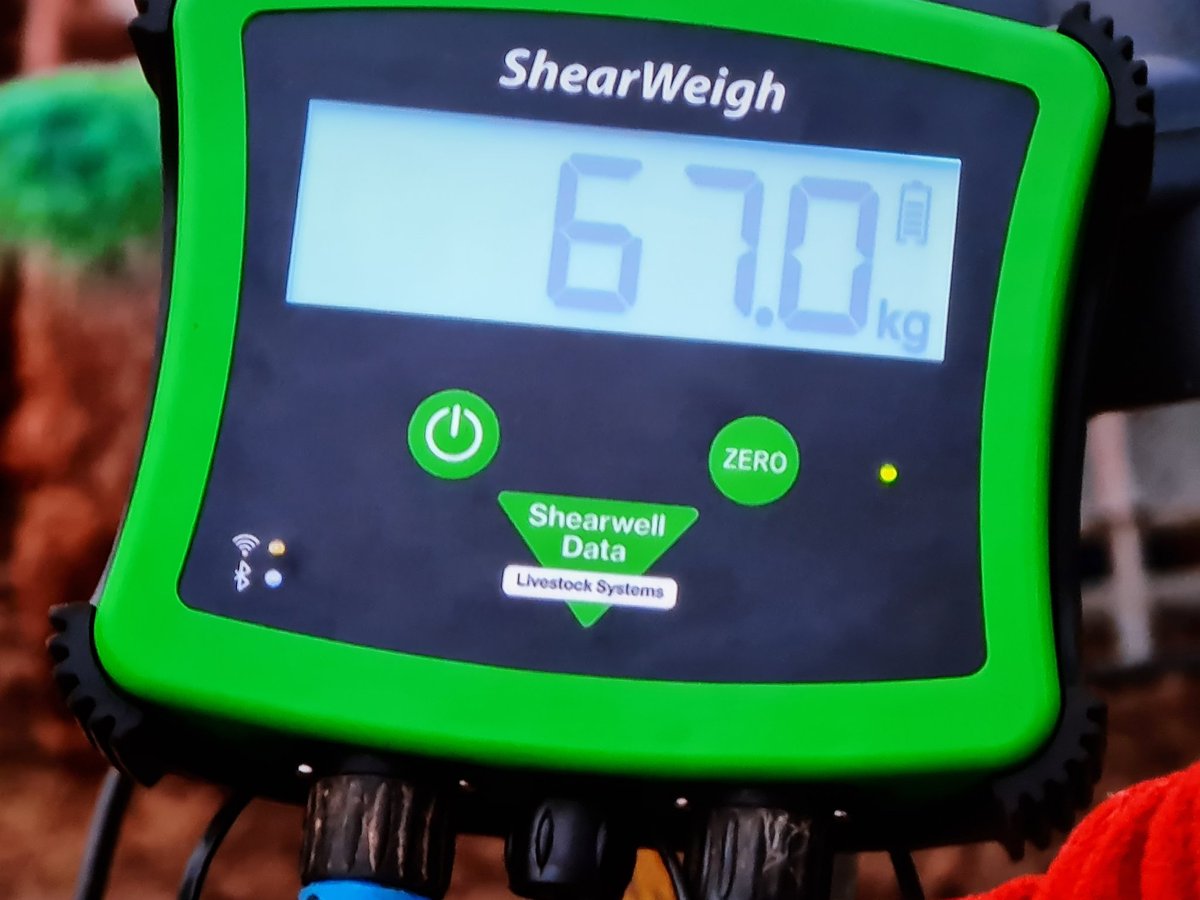 Shearwell's tweet photo. Great to see the Shearwell Weigh Crate, Handheld & ShearWeigh on Country File last night from @AdamHenson farm.
Having a catch up on BBC iplayer as I missed a bit, really enjoying the Clinton Devon Estate team. #CountryFile #AdamHenson @ClintonDevon #ScanningTime https://t.co/FLUhEevEt8