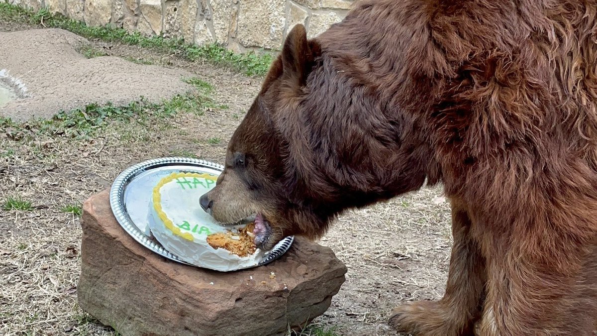 bubearhabitat's tweet photo. I turn 20 today! This Lady is saying bye to the teens 🎉 and extra grateful for my good health this bday. See you on Saturday for our party! https://t.co/hownfq6k5h