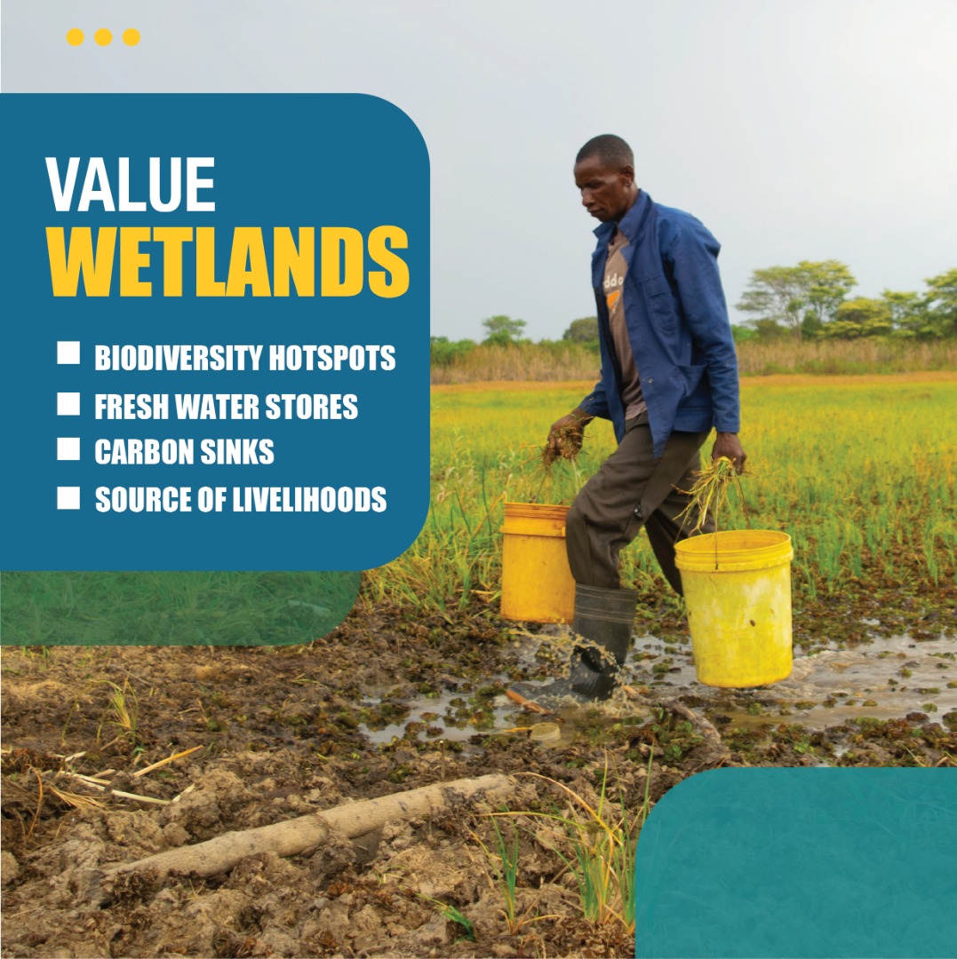 WWF Zambia (@wwfzambia) on Twitter photo It is not a Wasteland BUT a WETLAND. We need to protect wetlands for the benefits of our planet.
Let us stop draining the life from wetlands <a href="/LandsZambia/">Ministry Of Lands- Zambia</a>
<a href="/BirdwatchZambia/">BirdWatch Zambia</a> <a href="/zemazambia/">ZEMA</a>
#ActForWetlands
#WorldWetlandsDay
#2ndFebruary2022 It is not a Wasteland BUT a WETLAND. We need to protect wetlands for the benefits of our planet.
Let us stop draining the life from wetlands <a href="/LandsZambia/">Ministry Of Lands- Zambia</a>
<a href="/BirdwatchZambia/">BirdWatch Zambia</a> <a href="/zemazambia/">ZEMA</a>
#ActForWetlands
#WorldWetlandsDay
#2ndFebruary2022
