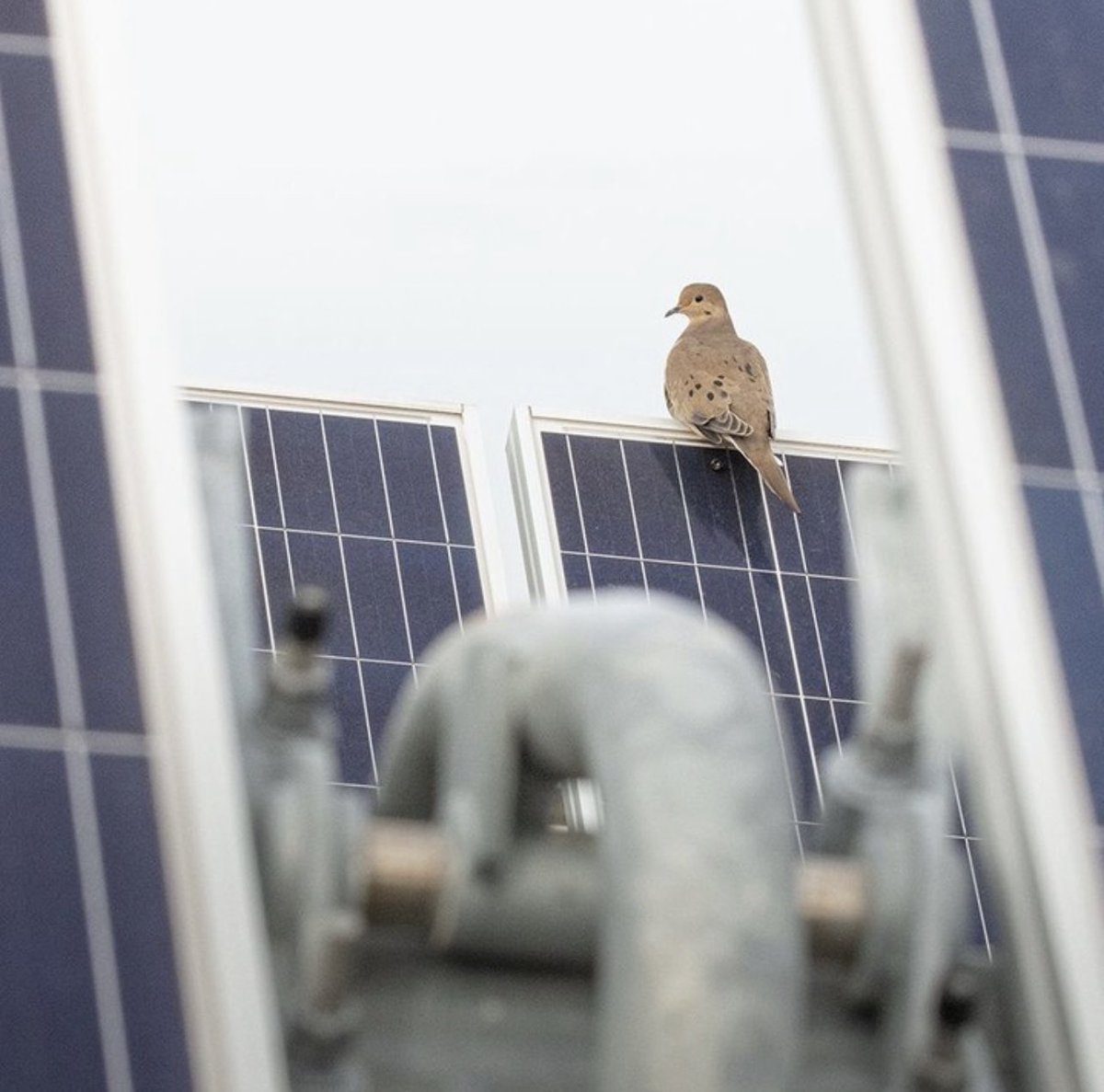 grid_switch's tweet image. Did you know that solar generation is safe for wildlife? 😇 Isn’t it great to see the world working together? 🌟

#energy #solarenergy #sustainableenergy
