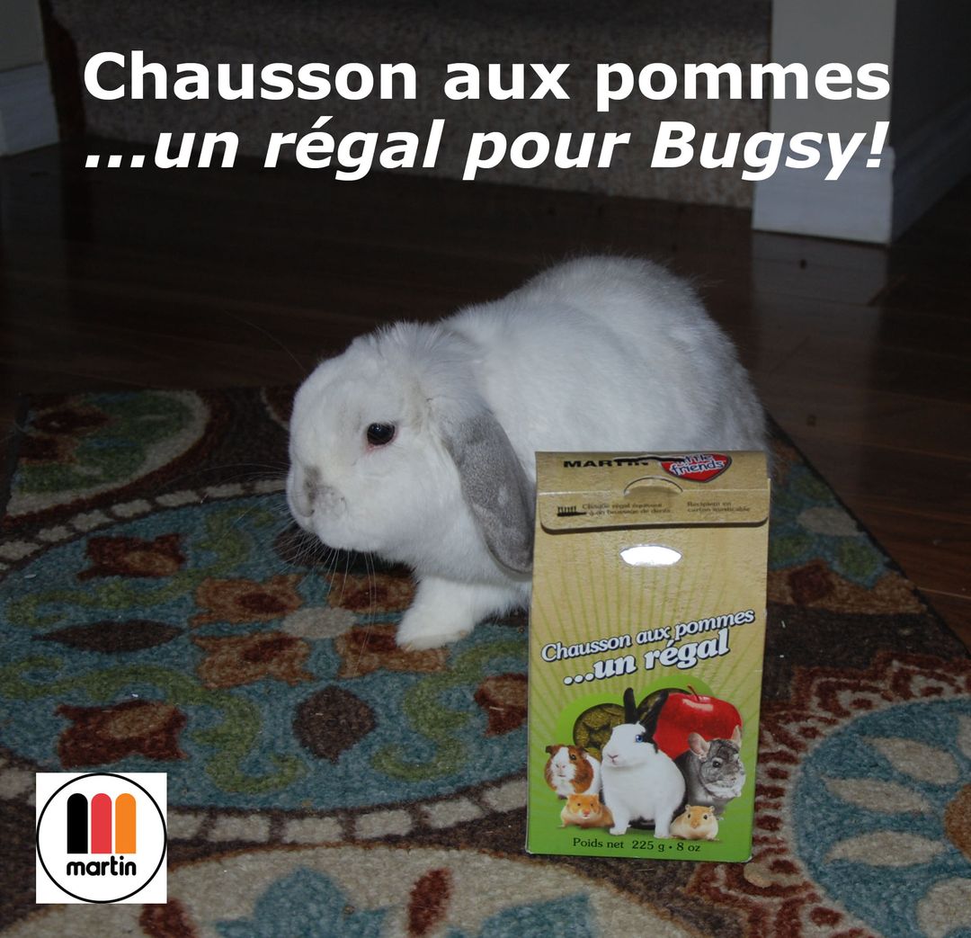 Chausson aux pommes pour Bugsy. 🍎

#lapin #rabbit #treatyourpet