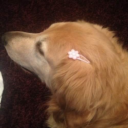 Out Of Context Animals (@cntxtanimai) on Twitter photo 