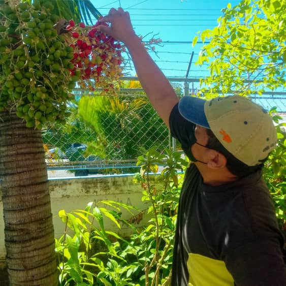 Acompañados de la JPSUV y la Misión Sucre, el equipo del Meven Apure realizó jornada de saneamiento en los espacios abiertos del Complejo Educativo Alirio Goitía Araujo. Que serán utilizados para la elaboración de viveros junto a los niños de la institución.
#JuegosNacionales2022