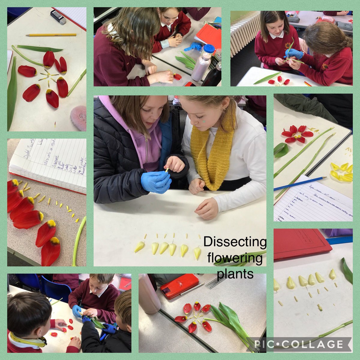 Today we have been dissecting flowering plants to help us identify the different parts #AmbitiousCapableLearners <a href="/CrossAshACL/">Cross Ash Primary Ambitious Capable Learners</a> #STEM <a href="/CrossAshSTEM/">Cross Ash STEM</a>