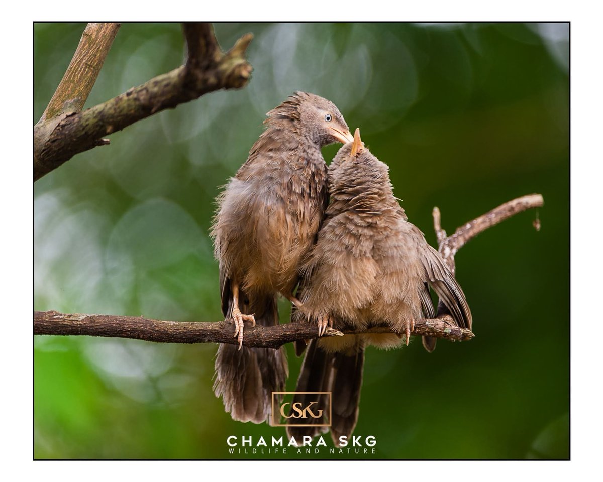 Love and Care..
#love #care #animal #srilanka #visitsrilanka #bestdestination #srilankanwildlife