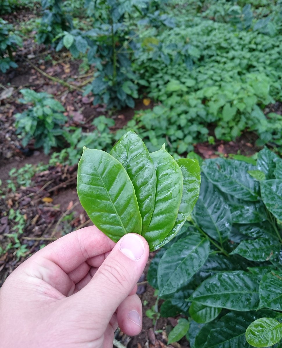 Wize Tea tweet media