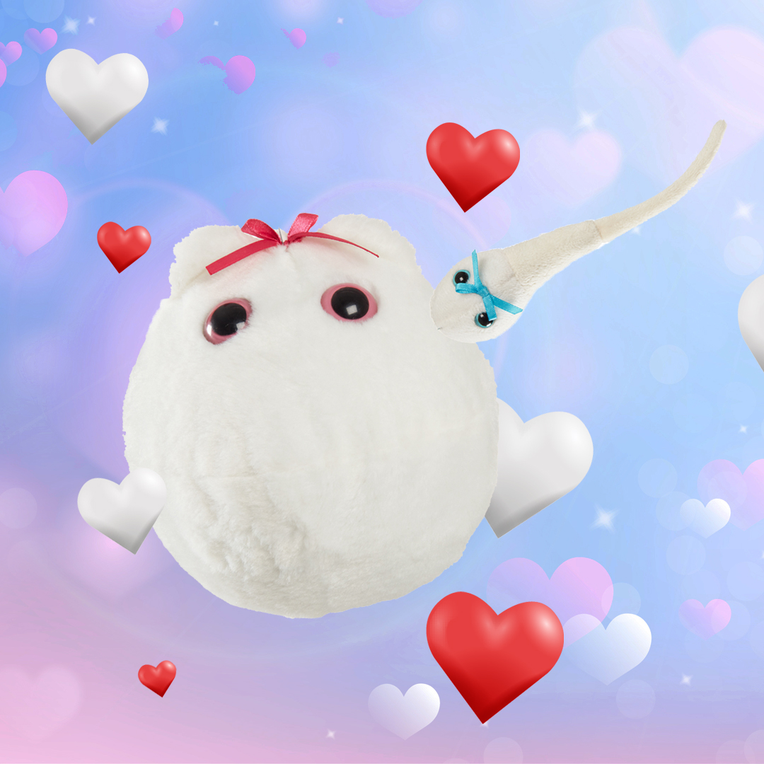 GIANTmicrobes's tweet photo. 😍#Couplegoals featuring our adorably cuddly #EggCell XL & Mini Magnetic #SpermCell plush!😍 Forget #cupid, #GIANTmicrobes is here to spread the #nerdy love and #contagious laughter to your loved ones this #ValentinesDay.
Shop now: https://t.co/8x1nyr5tBc
#biology #vdaygifts https://t.co/U7SljoADZB