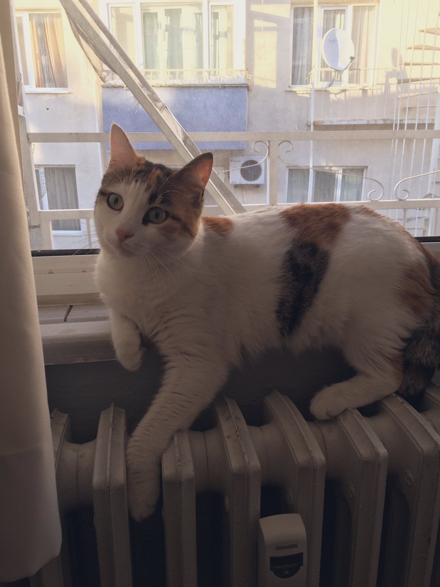 Bizde de var bir tane böylesi 🐱
