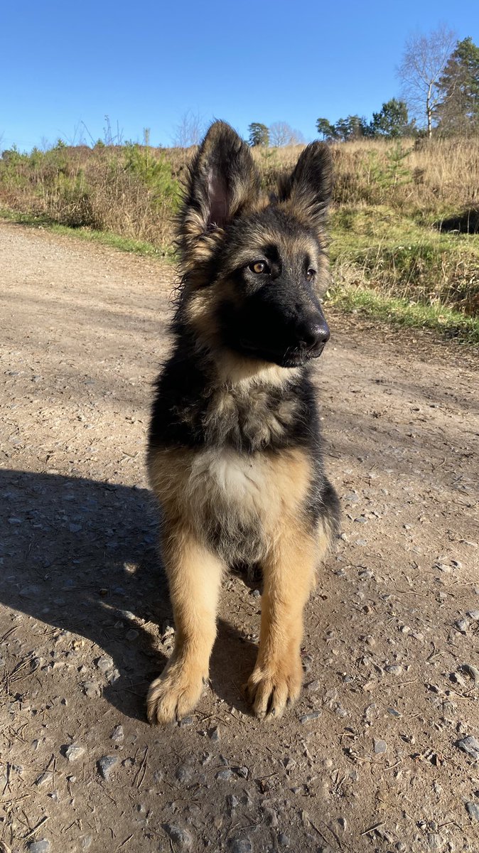 Lovely sunny walk today #gsd #dogsoftwitter #germanshepherds