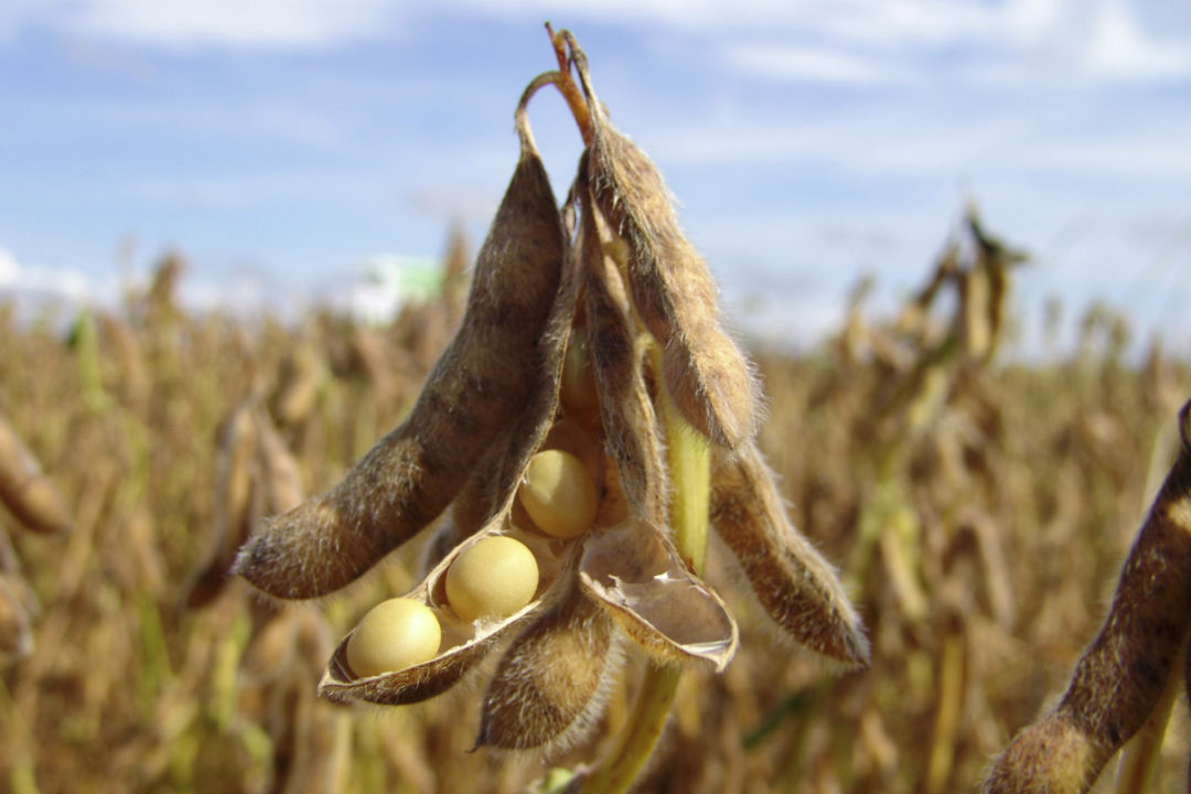 bodeskimo's tweet photo. Soybean production and imports in Nigeria continue to rise as the country’s demand for the oilseed is expanding for both food and feed use..
Let's get some facts about soybean production in Nigeria and why you should think about investing in it.
Thread👇 https://t.co/vuzfDYIfkO