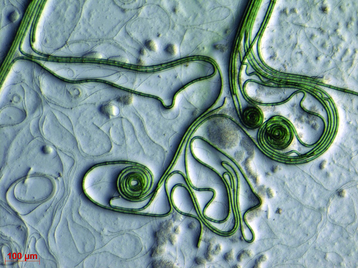 Синезеленые водоросли цианобактерии. Первые цианобактерии. Одноклеточные цианобактерии. Прокариотические цианобактерии. Гриб водоросль цианобактерия