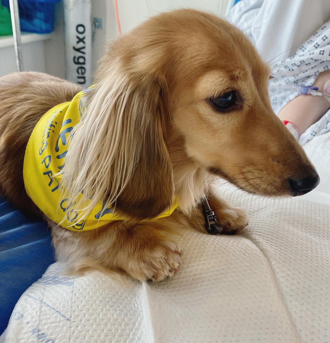 PetsAsTherapyUK's tweet photo. Everyone please welcome, Sandy, to our wonderful #PATFamily! π
Sandy had been patiently preparing herself for her first day as a PAT dog, and finally began her journey at her local hospital this week. π₯
To many more wonderful visits! π
Story by: @sandyminidachshund on IG https://t.co/UCyd5mxpdy