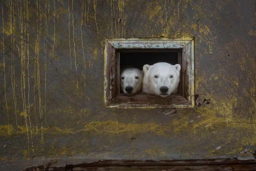 Wow, such beautiful photos of these polar bears living in an abandoned Arctic weather station! buff.ly/3s3uzIi #NaturePhotography #BeautifulWorld #animallovers