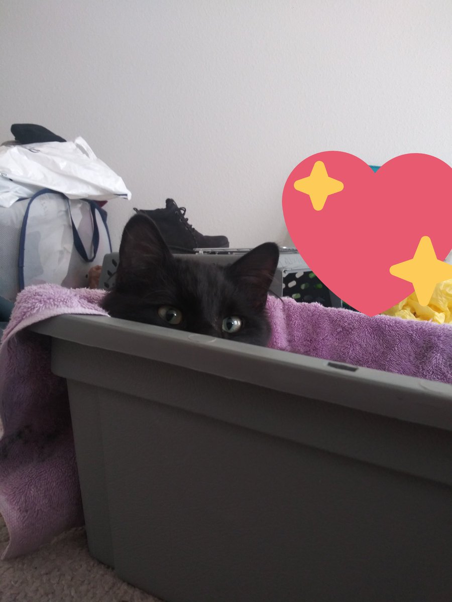 |✿| i forgot to mention that <a href="/AngerFilledImp/">Moxxie</a> and i are now proud cat parents!

Meet bunger our new addition to our lives! ❤