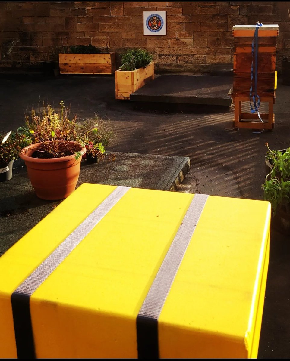 Checking in on the hives <a href="/FriendsofGRI/">Friends of Glasgow Royal Infirmary</a> after a weekend of wild storms and all is well ❤️🐝