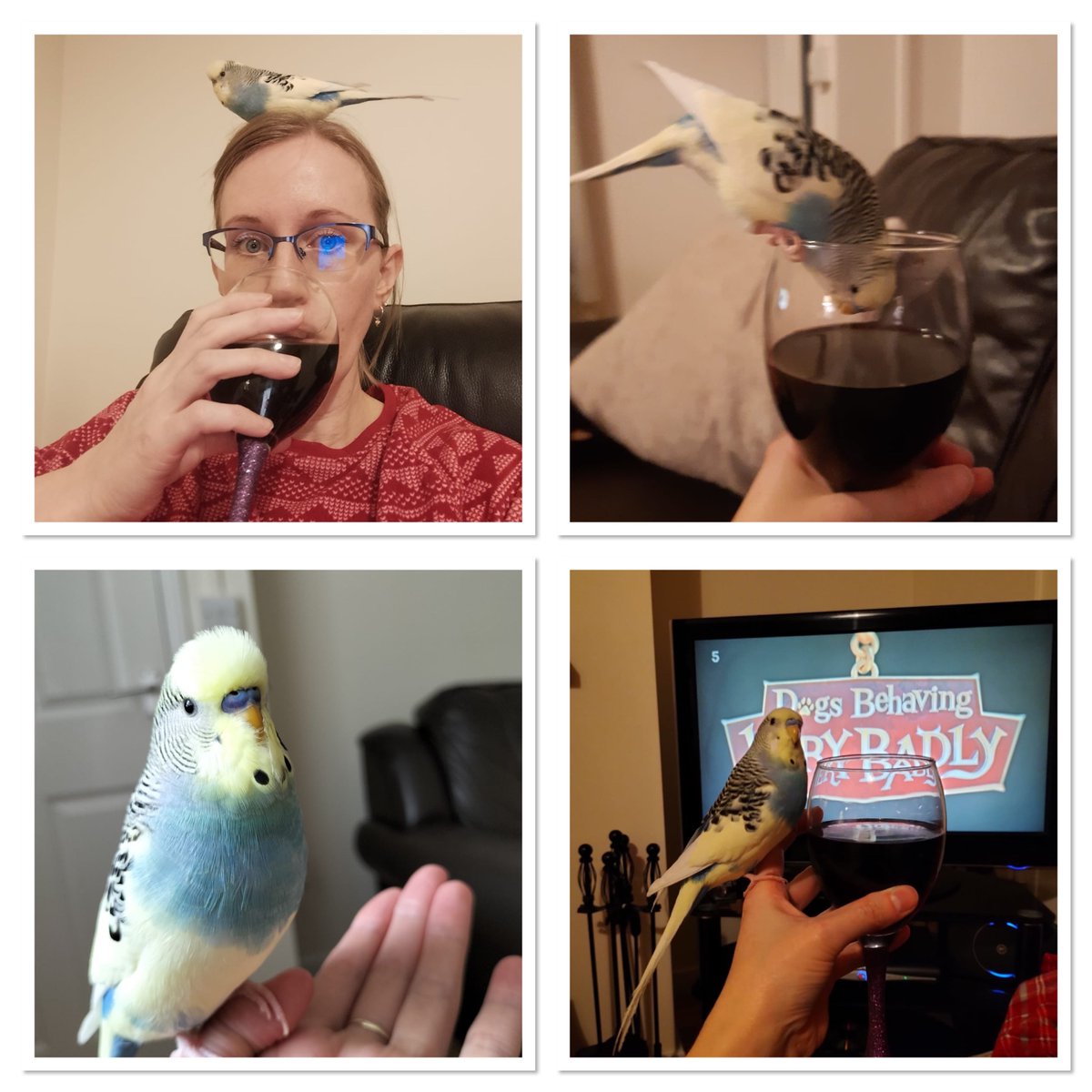You often see <a href="/Moneypenny/">Moneypenny</a> hitting the headlines for all the amazing things we do, we've often gone viral with a post or two.

Well this takes the tweet too far, meet Sid, the wine drinking, TV watching - super Budgie!

Made Insta famous by <a href="/GraemeDogfather/">Graeme Hall</a>