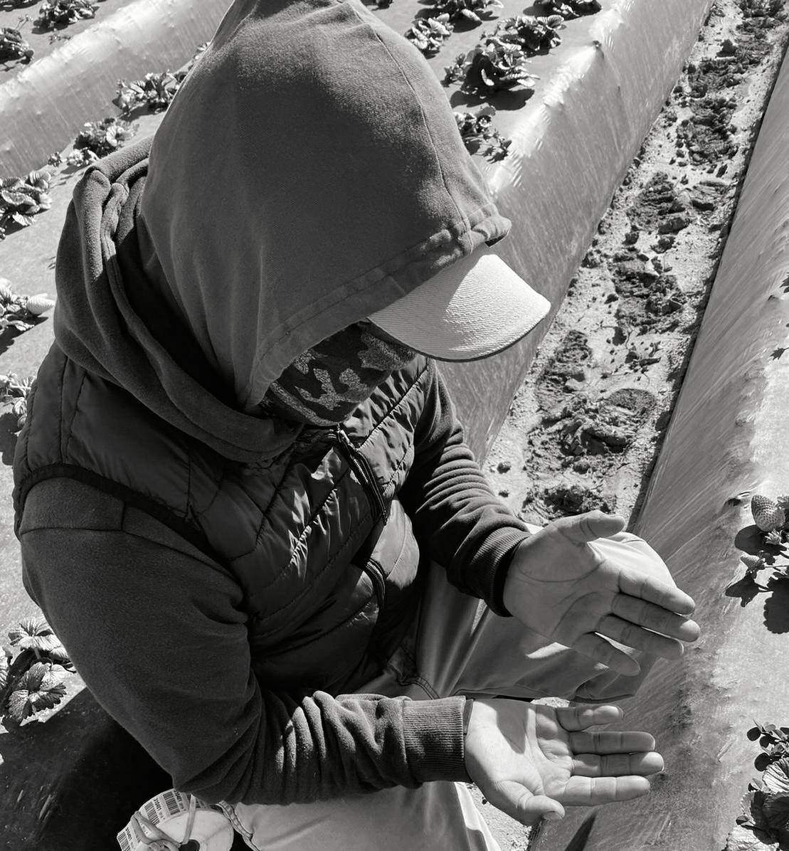UFWupdates's tweet photo. These hands work day in and day out in all sorts of inclimate weather.
These hands labor in extreme conditions to provide our nation's fruits &amp; vegetables.
Food just doesn't appear in our supermarkets. 
We depend on these hands to feed us.
#WeFeedYou https://t.co/aIZbZSK8dl