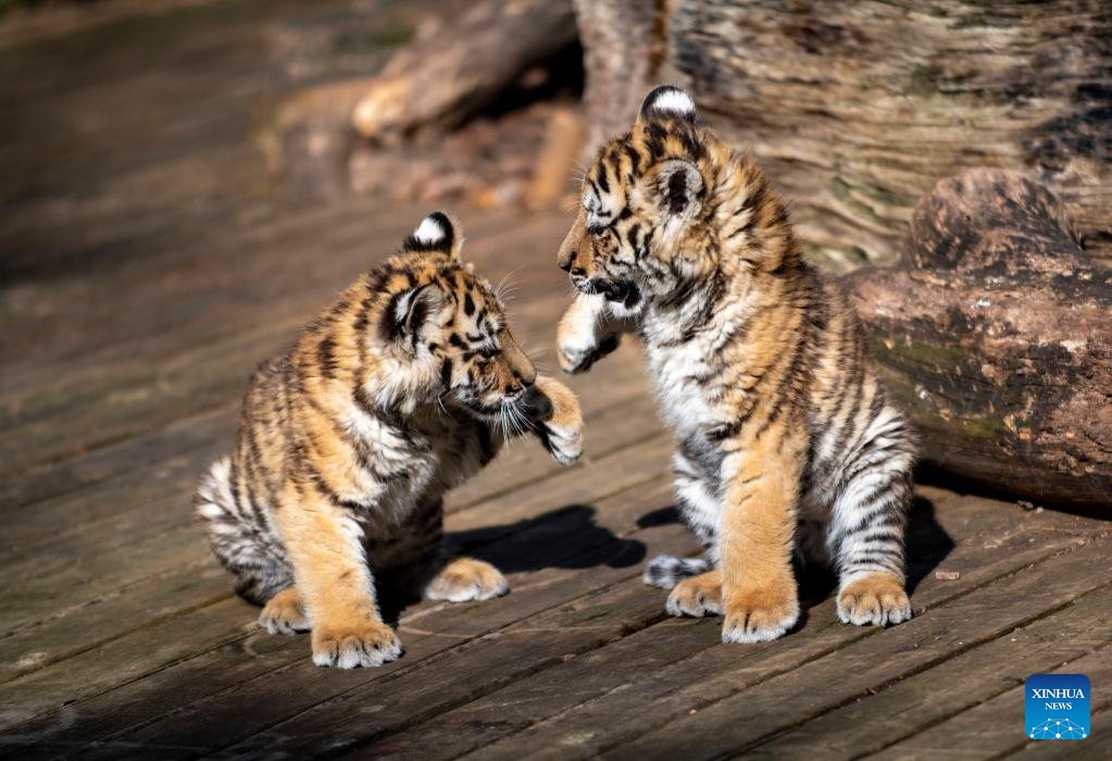 People's Daily, China on X: Two cute tiger cubs are enjoying