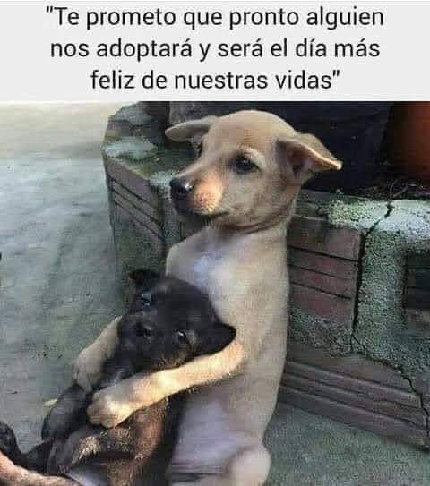 PYolkatl_mx's tweet photo. No compres, adopta. https://t.co/UKKNbAfoCr
