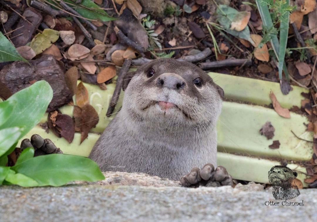 otteritarian's tweet photo. Hey. Whatcha doin? https://t.co/seuCLP3m3x
