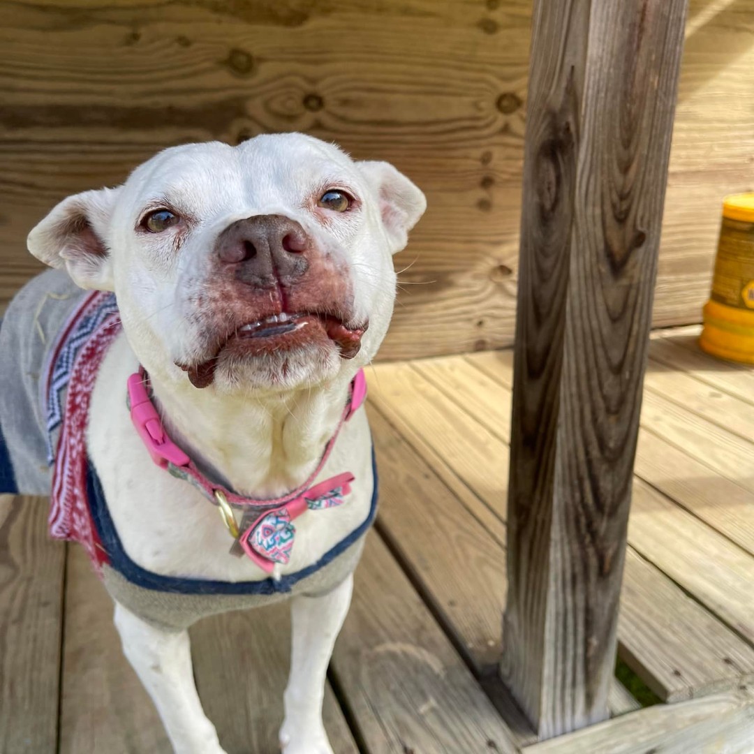 CedarhillAnimal's tweet photo. If Monday had a face with Priscilla 💜💜
Have a wonderful day today!! We’ve got a busy week ahead! Remember to smile and love all animals,always!
#cedarhillanimalsanctuary #fortheloveofanimals https://t.co/0RqE3Pa7Xp