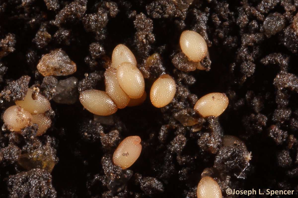 talkingrootworm's tweet image. Rootworm eggs love #snow! I look forward to seeing some snow; so do rootworm eggs. A thick snow cover insulates the soil, preventing the freeze-thaw cycles that happen under bare ground that can crush shallow #rootworm eggs. Snowy winters can precede greater rootworm pressure.