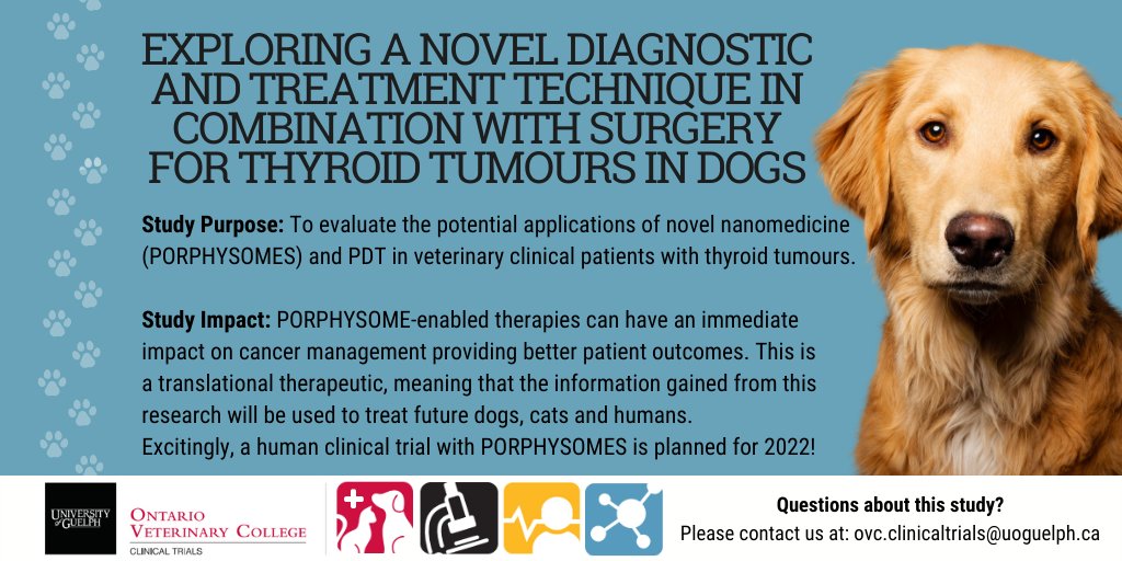 How Far Can A Lost Dog Travel