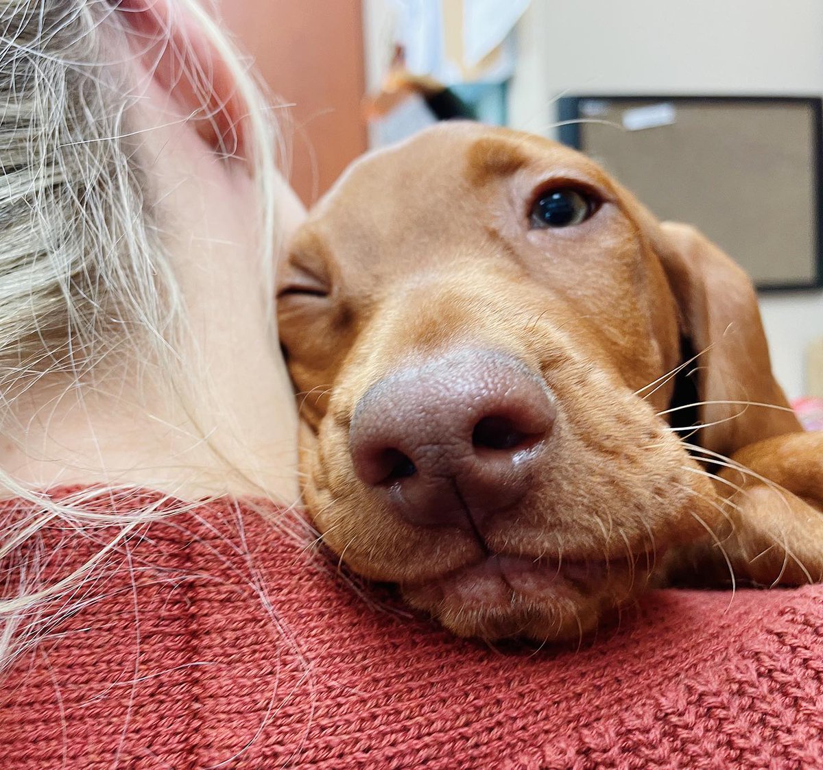 WilliamsonCtyAH's tweet photo. Monday face in full effect, I think Obi agrees! 😴 
May your week be full of snuggles and treats🦴✨ 
(Don’t forget to treat yourself with your fur babies!) 
#wcah #furbabies #mondaymood #franklintn #nashville #veterinarian #hereforyou #herefortreats https://t.co/KXnpS4vhtj