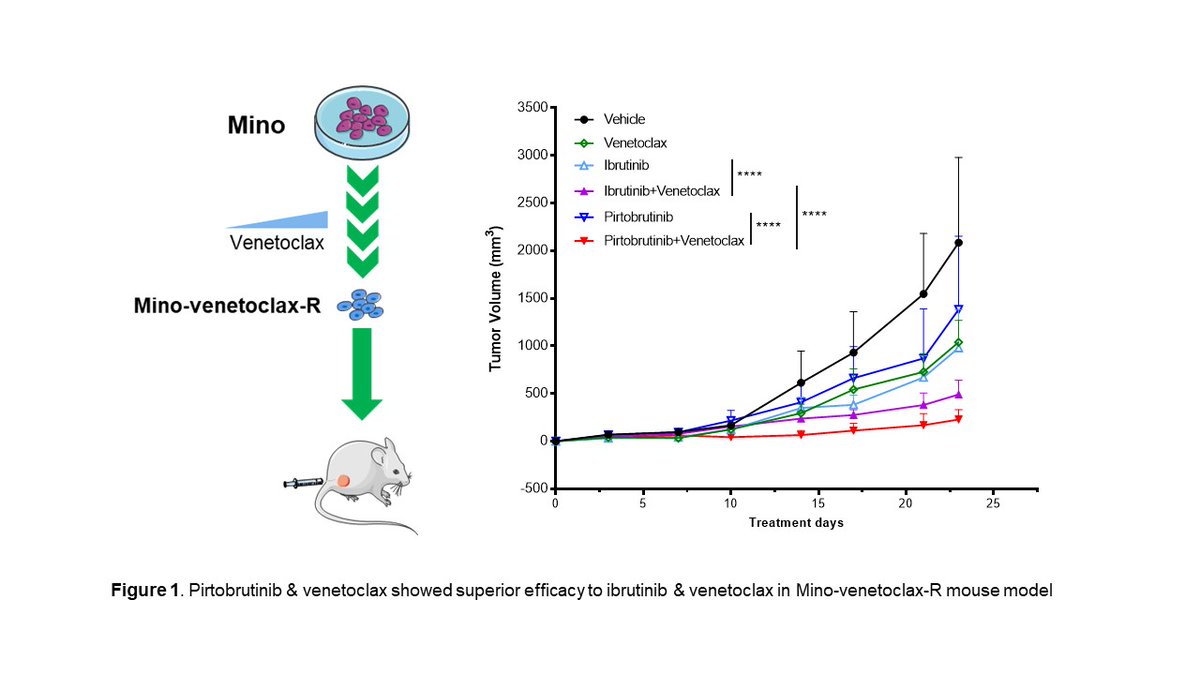Introducing #1 ASH abstract from the MD Anderson MCL Program of Excellence, Pirtobrutinib overcame both ibrutinib and venetoclax resistance in MCL cells in vitro &amp; in vivo, the combination of pirtobrutinib &amp; venetoclax showed superior in vivo efficacy in MCL models.