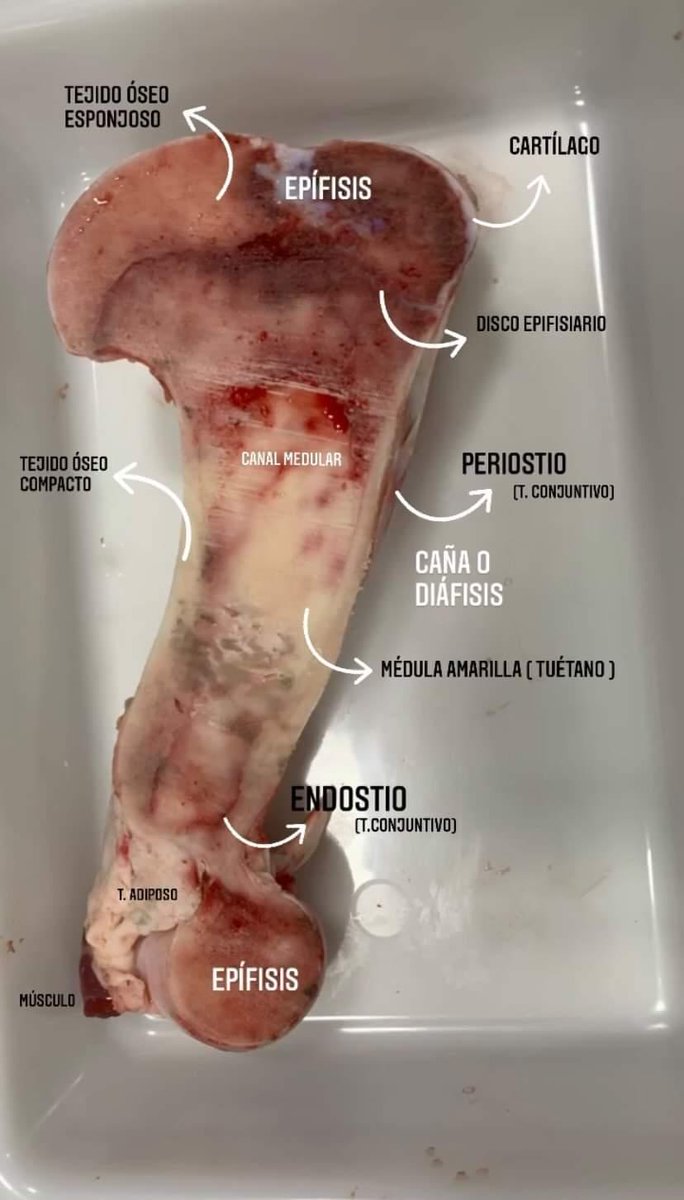 IESrycMadrid's tweet photo. Las prácticas de laboratorio son todo un clásico en nuestro Centro. 

La semana pasada realizaron la disección del corte longitudinal de un hueso largo. Todo un éxito!!! 

IMAGEN de la alumna L. J. L. https://t.co/OjfZBIWrOI