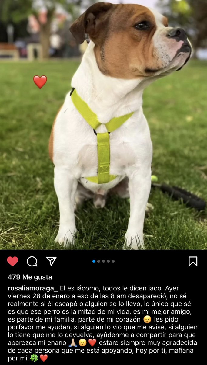 Ayudemos a encontrar a Iaco!!! 🐶
