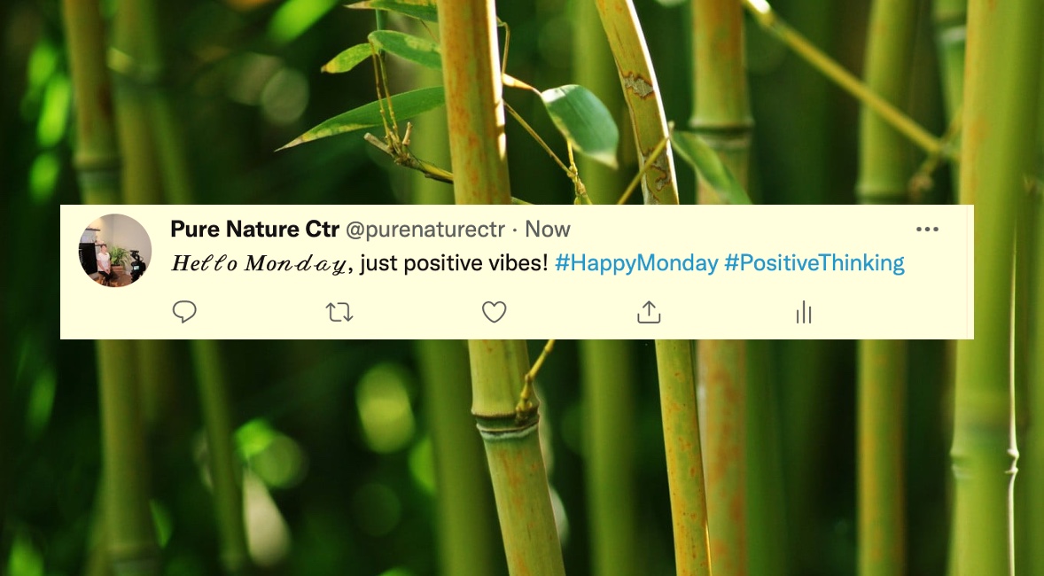 purenaturectr's tweet photo. 𝓖𝓸𝓸𝓭 𝓶𝓸𝓻𝓷𝓲𝓷𝓰!☀️ https://t.co/LDrZNzaDOX