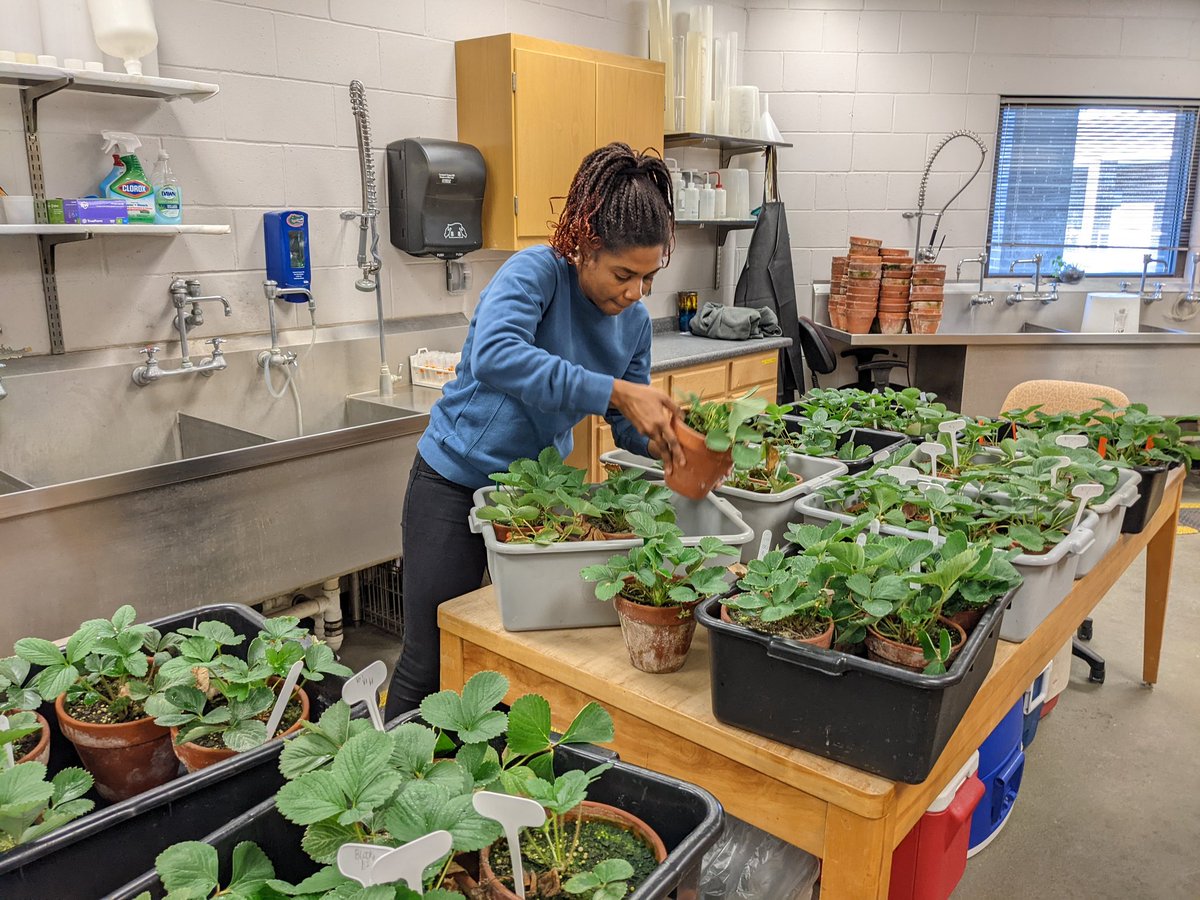 Billy Crow (@nematodeguy) on Twitter photo Does the newly described foliar nematode Aphelenchoides pseudobesseyi infect strawberry? Grad student <a href="/LynheD/">Lynhe Demesyeux</a> is finding out Does the newly described foliar nematode Aphelenchoides pseudobesseyi infect strawberry? Grad student <a href="/LynheD/">Lynhe Demesyeux</a> is finding out