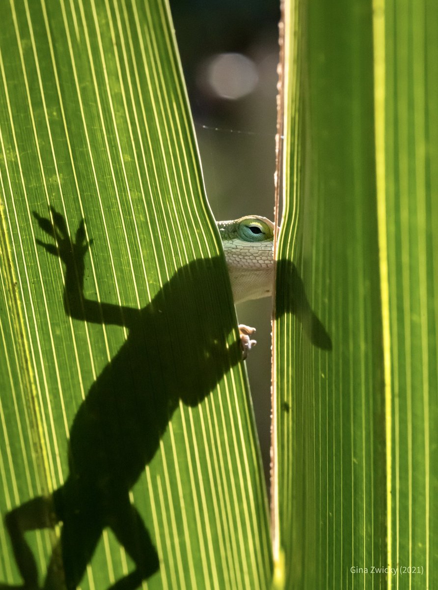 nobody is allowed to tell her she isn’t sneaky