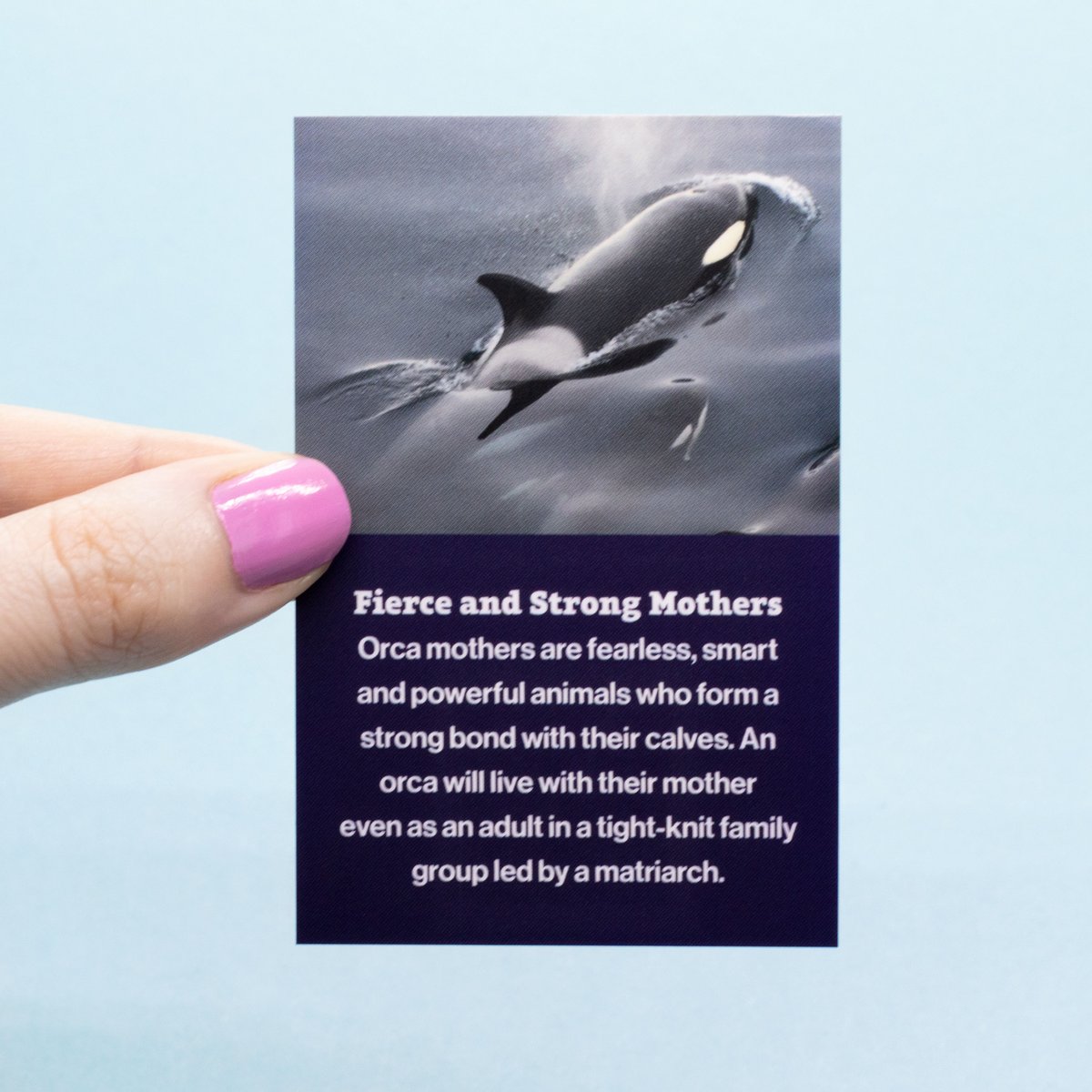 AstralOrca's tweet photo. These little cards come with our whale tail sterling silver jewellery and make a thoughtful mother's day gift for anyone who loves whales and orcas! 

They're also perfect for any parent who needs reminding how strong, fierce and smart they are ❤💪

https://t.co/NfR2bNv0lU https://t.co/94dDeQSRny