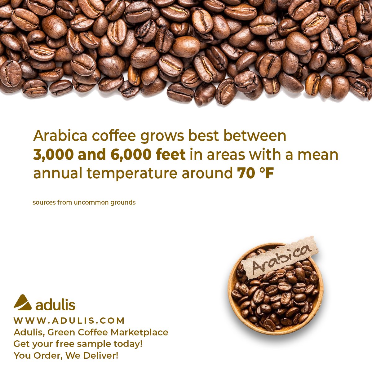 Arabica coffee grows best between 3,000 and 6,000 feet in areas with a mean annual temperature around 70 °F. 

Adulis, Green Coffee Marketplace (adulis.com). Get your free sample today! You order, we deliver! #Adulis #aduliscompany #greencoffeemarketplace