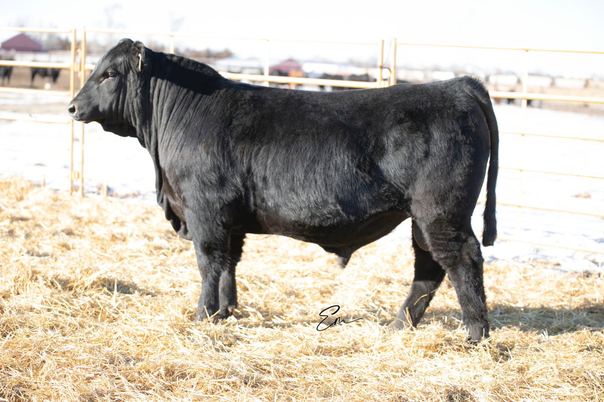 BeefGrund's tweet photo. Lot 14 | GRU Jump Start 610J | 50% Balancer

This one has been a standout since Day 1! Long bodied, shapely bull with impeccable structure! Top 10% for WW, YW, REA, MARB &amp; FPI! 

He will be heavily utilized as an AI sire in our program! 

Check him out- https://t.co/7LKbfQsahz https://t.co/VzuvTwkKZH