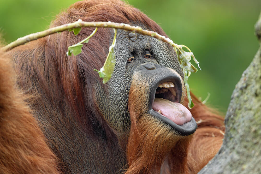 OrangutanDaily's tweet photo. https://t.co/eJIHpRIGPf
