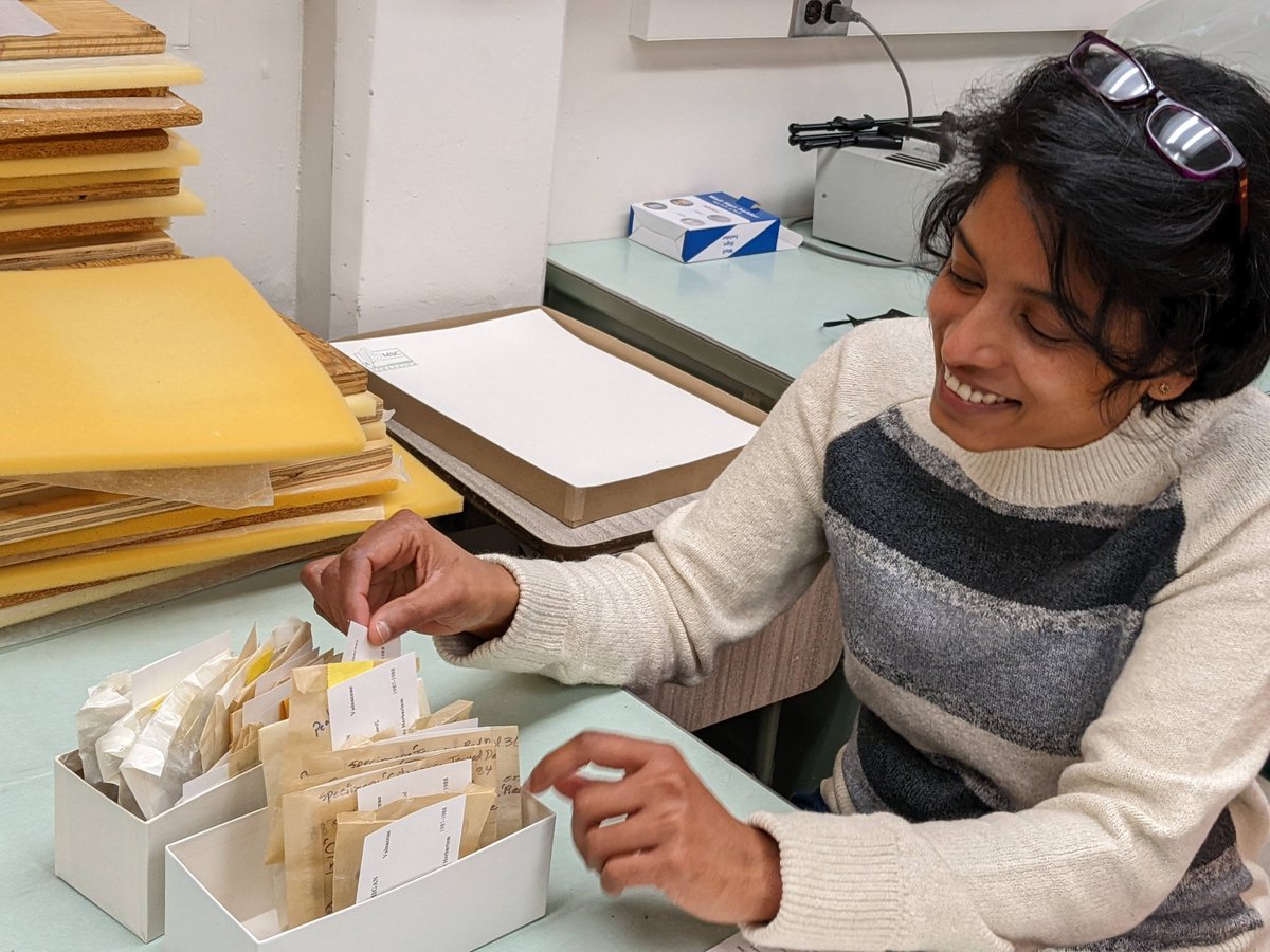 MSU_Herbarium's tweet image. A belated welcome to Soumya, a postdoc in the @TheTrailLab and a lovely person! She has been volunteering with us for a while now, databasing two cabinets of (mostly) Dr. Gerry Adams', and @HallenAdams #Fungi #Pathogen specimens. You can access them on mycoportal.org!