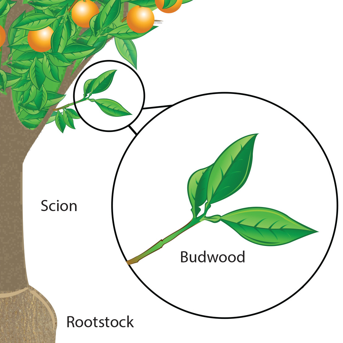 sci4citrus's tweet photo. Living organisms, including plants, have many cells.

What makes lemons, oranges, and limes look and taste different?

Learn about how classical breeding is used to create new #citrus varieties! ⬇️
https://t.co/7RQxZE13th

#sci4citrus https://t.co/BBvWEzSkpN