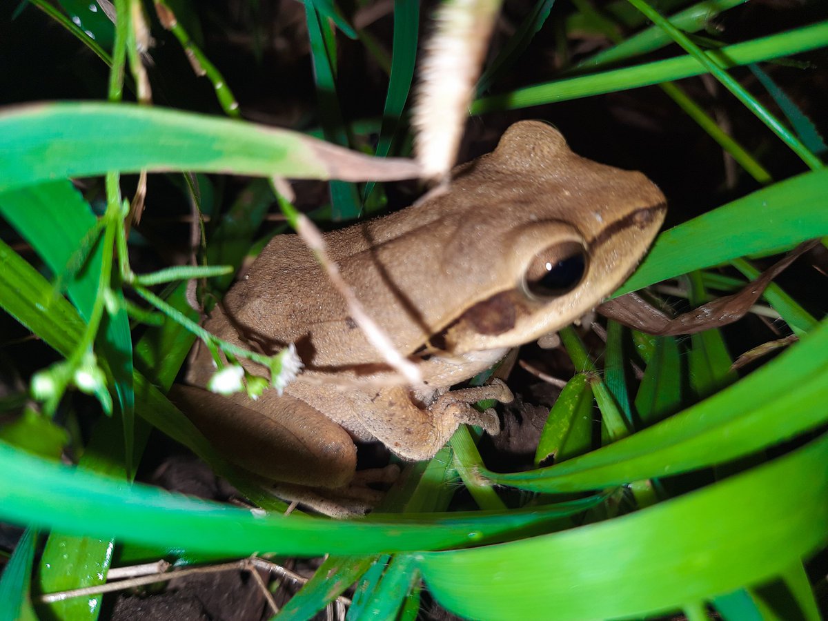 BishalN58025383's tweet image. #Commn Tree Frog
#Frog #froglover #herpetofauna