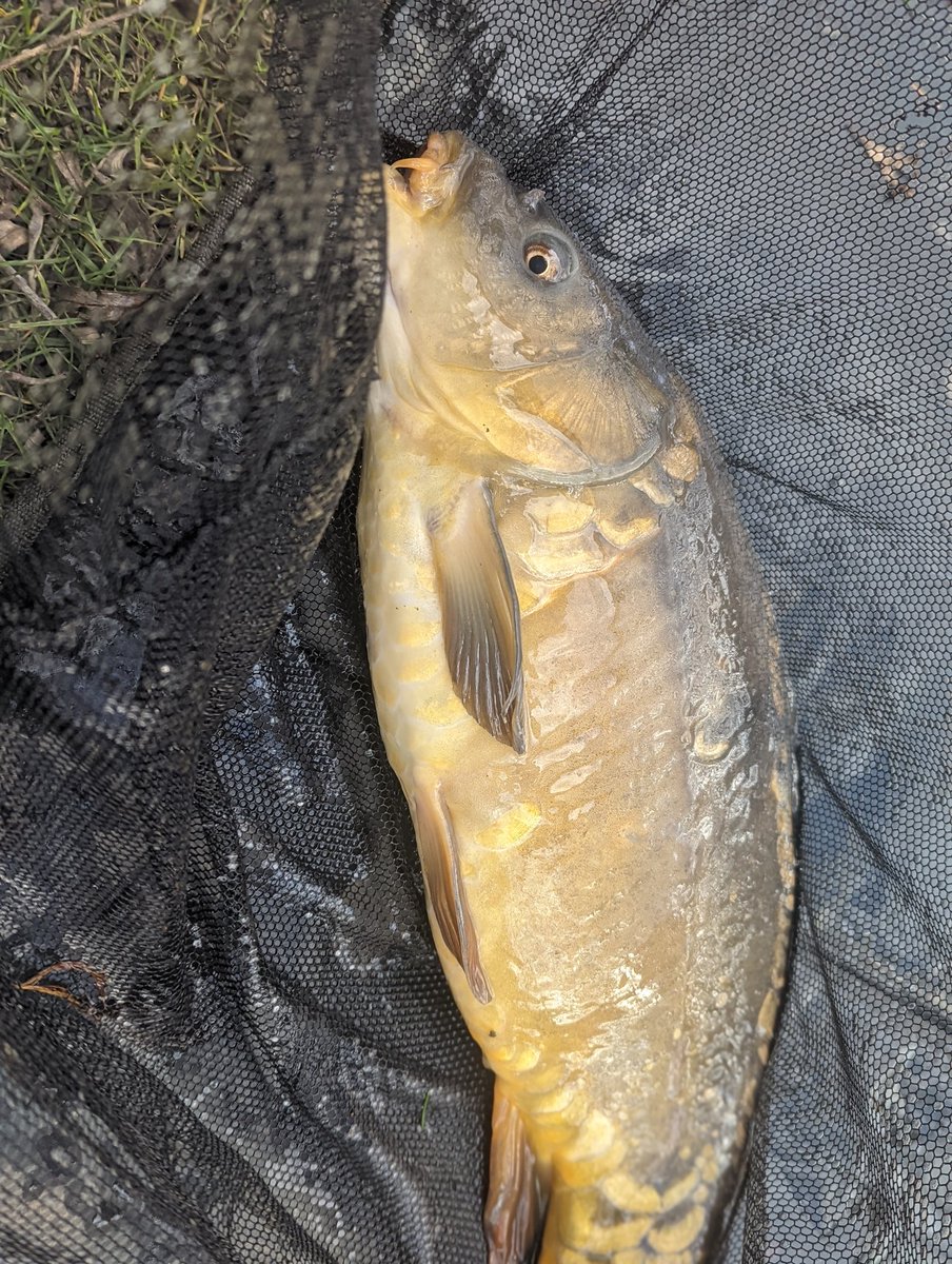 Titch_World's tweet photo. Some more of today's catch 🎣🎣
#HereFishFishFishy #Fishing #Carp https://t.co/GcTiCn4ybD