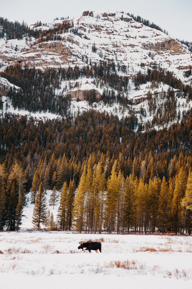 CahillKellie's tweet photo. Yellowstone spoiled us.

📸 : Me https://t.co/FzMYfTrcER