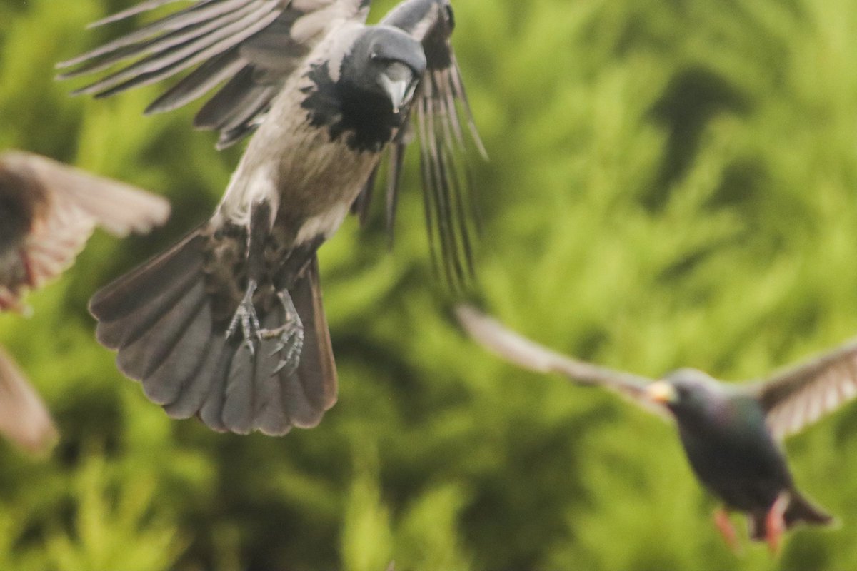 LukeKennyPhoto1's tweet photo. A hooded crow protecting his find 
#NaturePhotography #nature #actionshot #irishwildlife https://t.co/0ih2YoGJCk