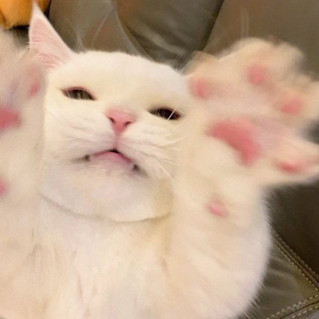 offclCAT's tweet photo. roar🐯
#문빈 #MOONBIN https://t.co/8Wl0Dion5A