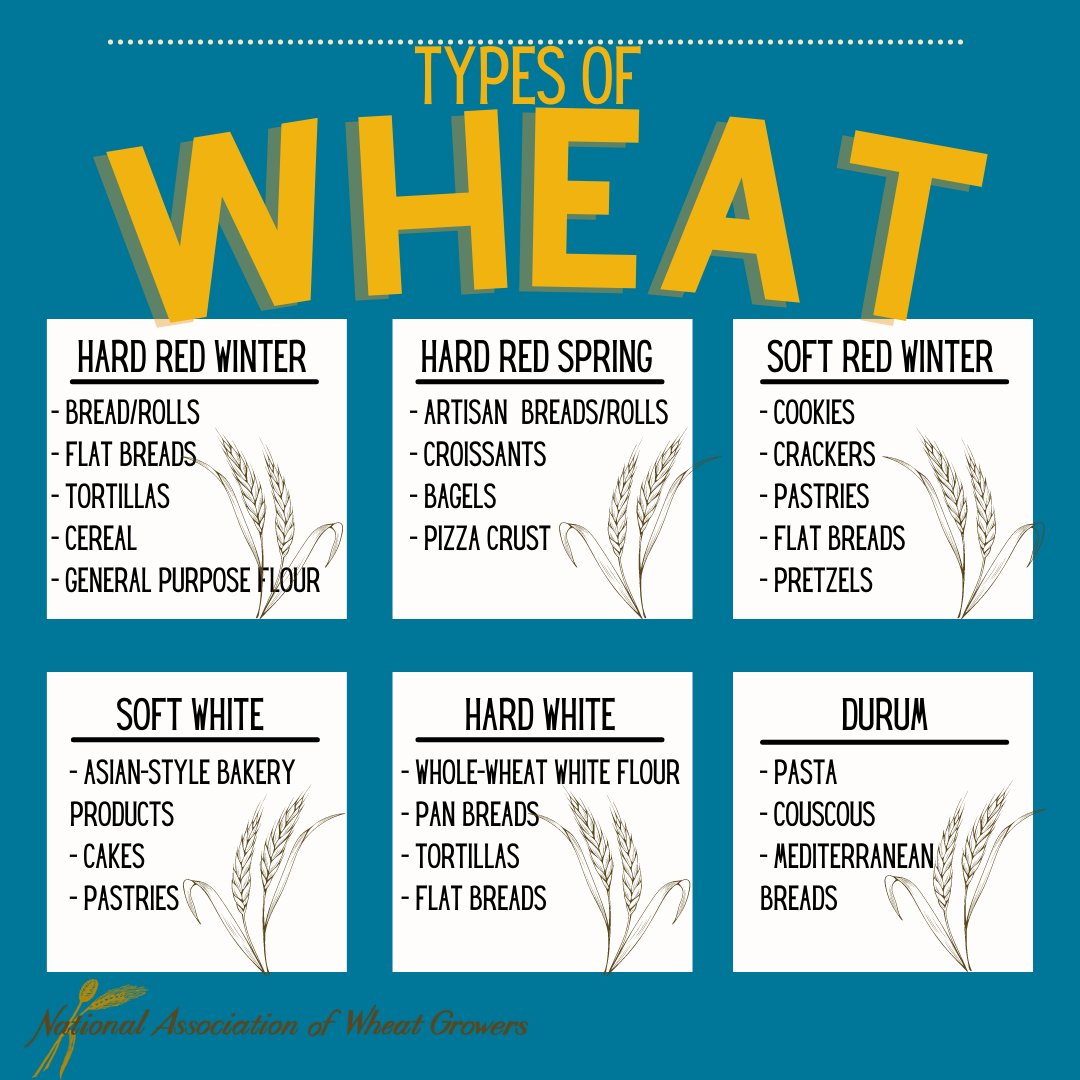 wheatworld's tweet photo. Did you know that there are SIX different types of wheat? Here is a list of how this diverse crop is used in everyday life! https://t.co/off5F7N0g0