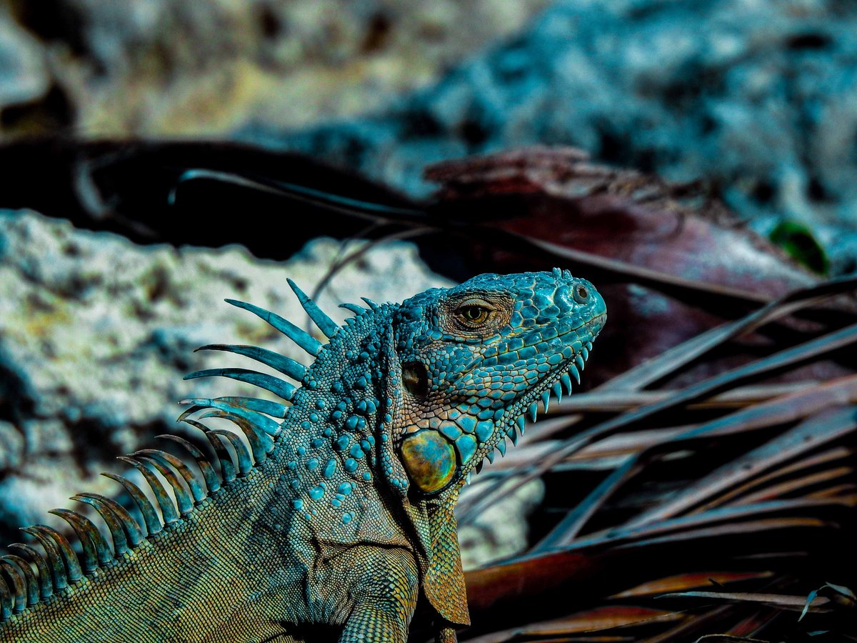 bobbydevito's tweet photo. Iguanas on Saturday in Key West were living it up, not thinking of the impending cold snap 🦎 #iguana #NaturePhotography #lizards #floridaman #chickenofthetree https://t.co/65O6UJheKX